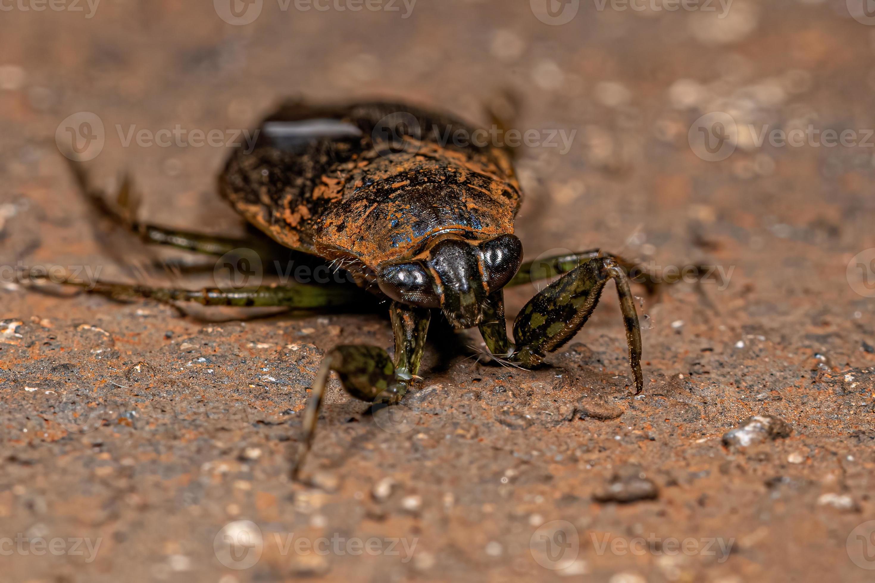 Solved! The Mystery Of The Water Bug Chase - kbkvnyl