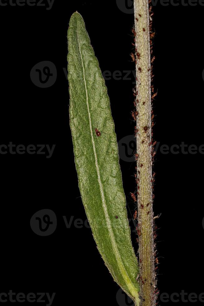 Small Dicot tree leaf photo