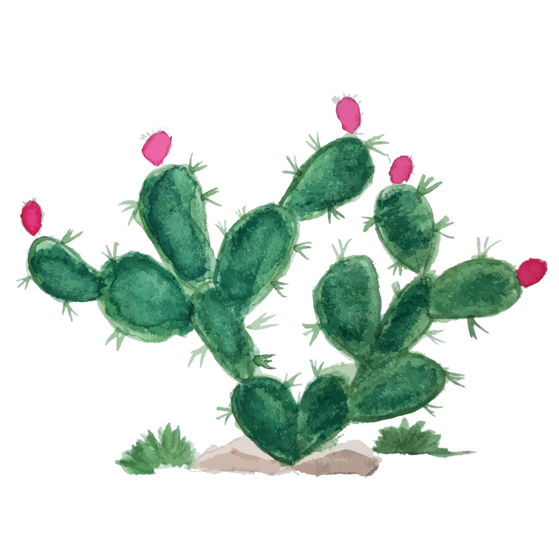 Watercolor Cactus Isolated on White Background. 15333140 Vector Art at ...