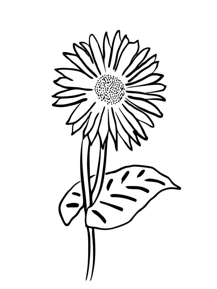 flor de ilustración dibujada a mano para evento de promoción de fondo de naturaleza de redes sociales comerciales vector