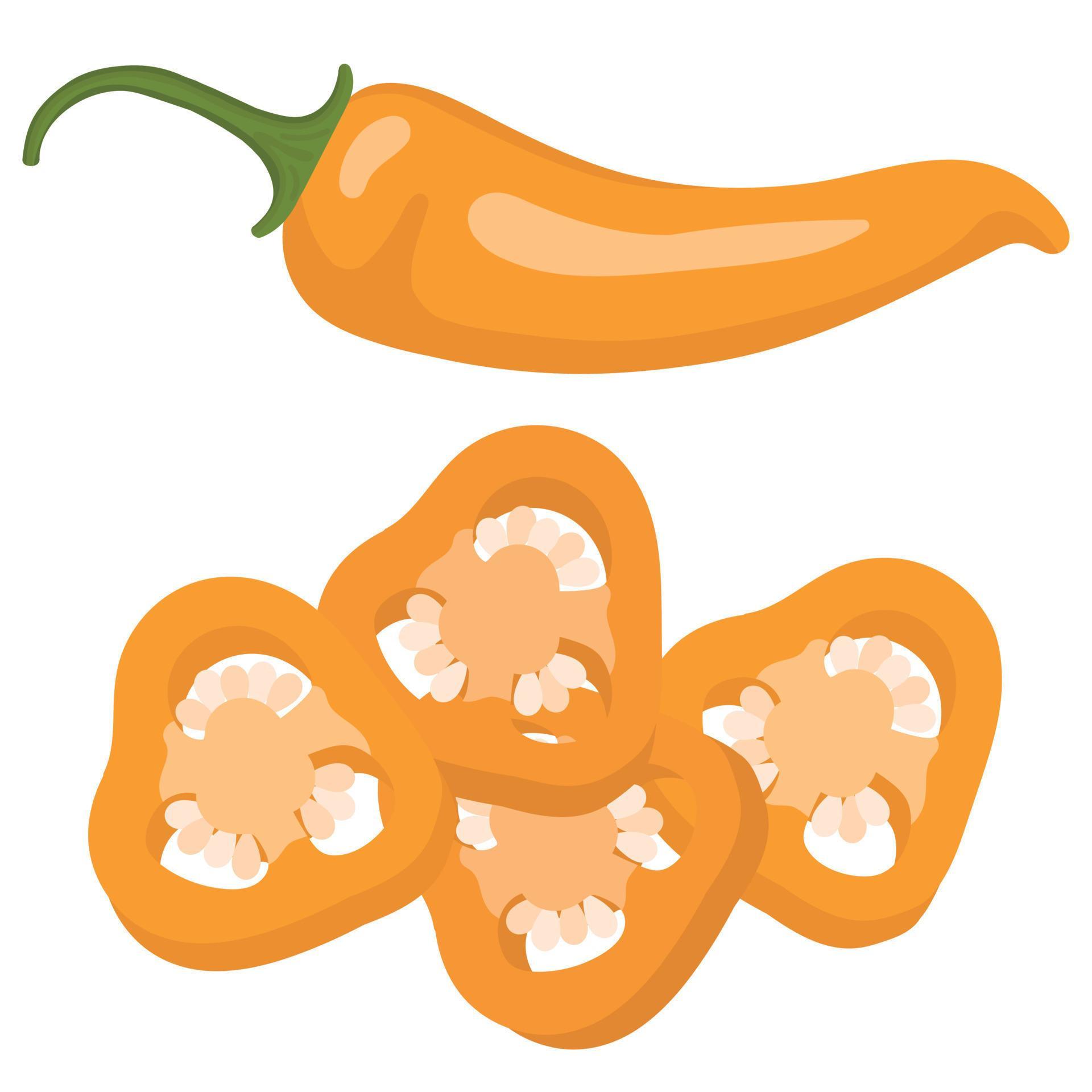 Yellow hot chili pepper. Slices of yellow hot pepper. Vector
