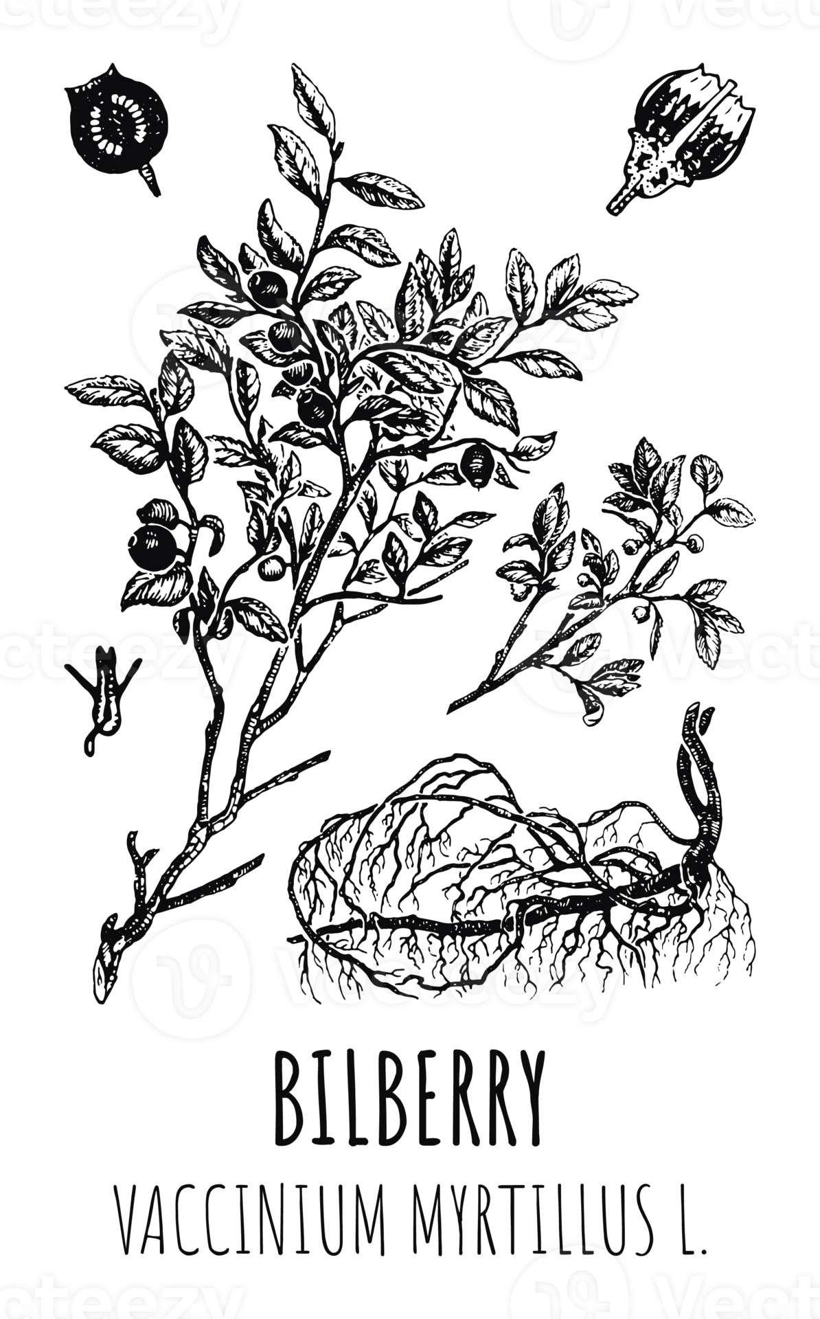 Drawings Of Blueberries Hand Drawn Illustration Latin Name Vaccinium drawings-of-blueberries-hand-drawn-illustration-latin-name-vaccinium