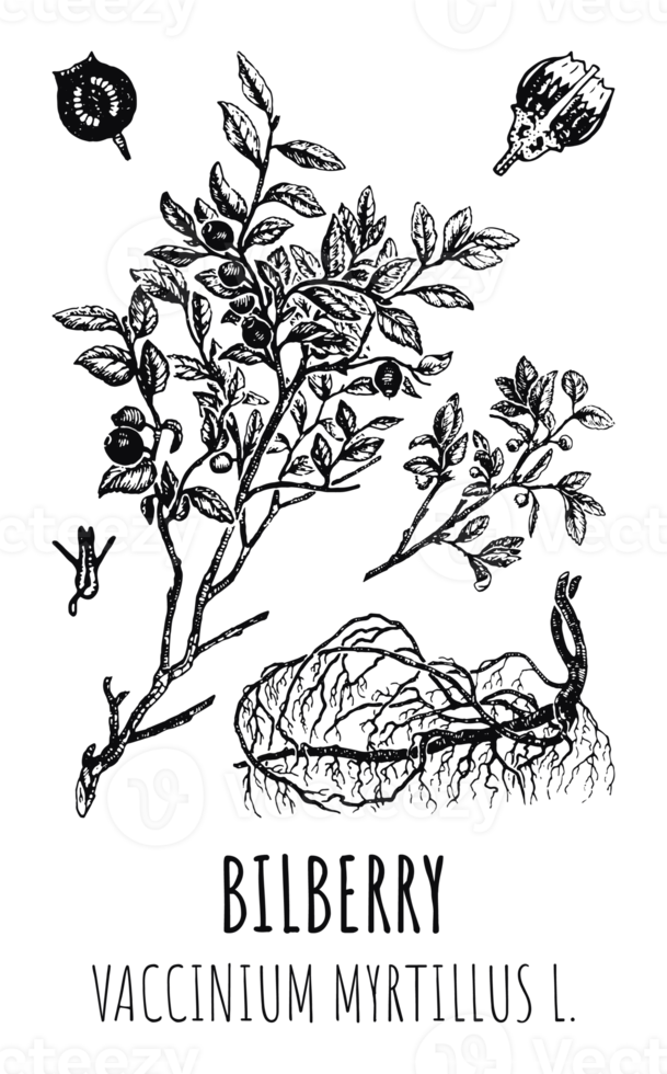Drawings Of Blueberries Hand Drawn Illustration Latin Name Vaccinium drawings-of-blueberries-hand-drawn-illustration-latin-name-vaccinium