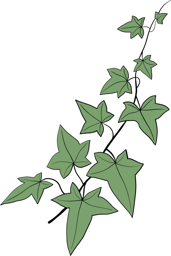 Simplicity ivy freehand drawing png