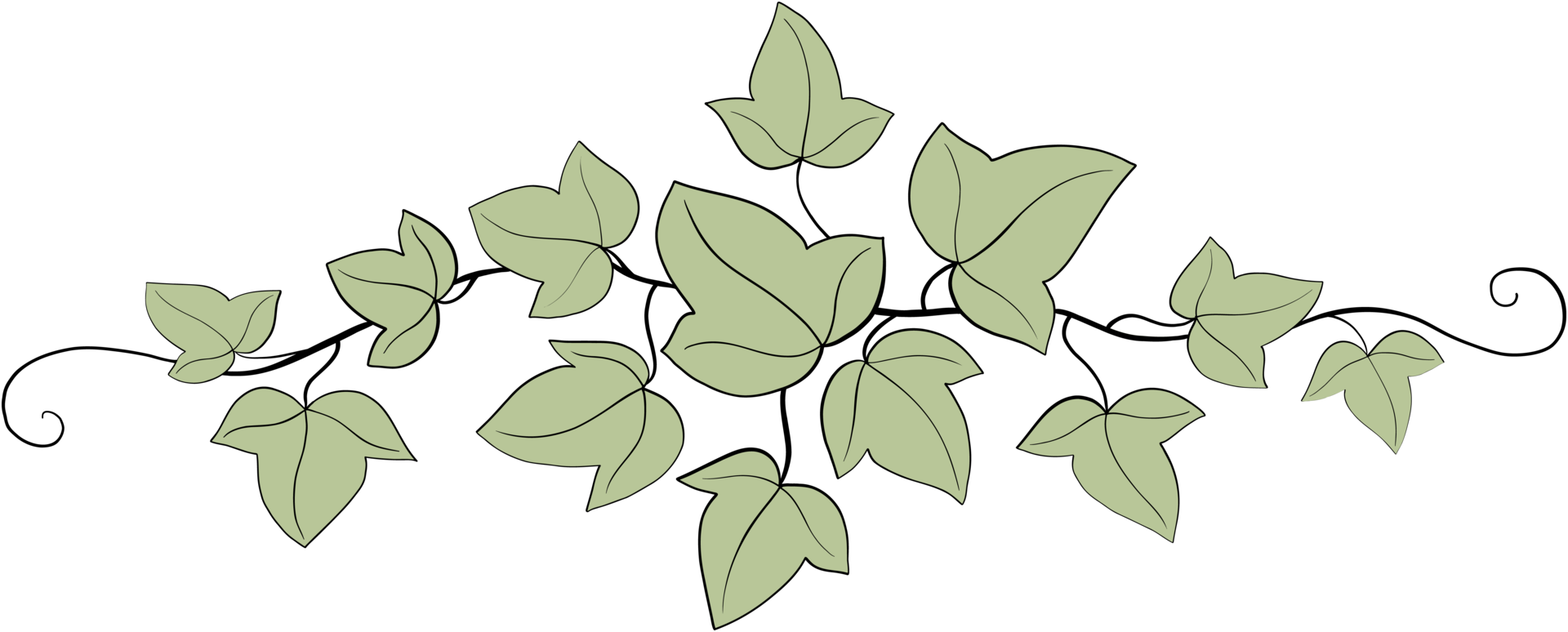 Simplicity ivy freehand drawing png