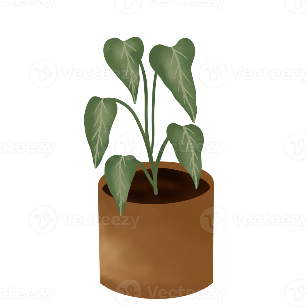 Potted Plants Illustration. House Plants. png