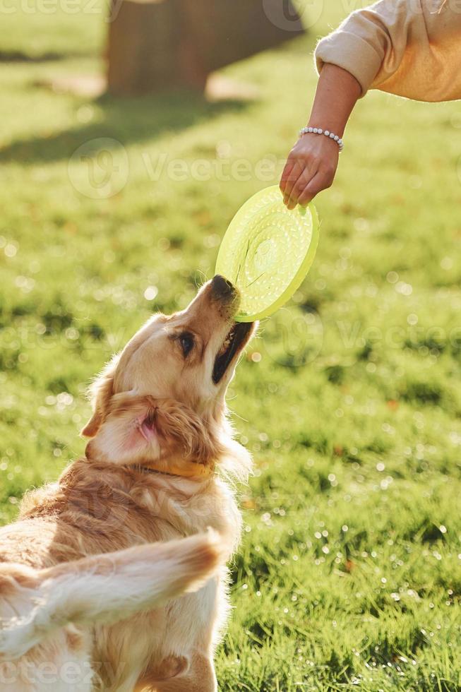 juego de disco volador mujer joven tiene un paseo con golden retriever en el parque foto