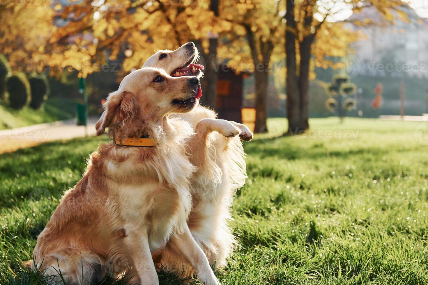 Two beautiful Golden Retriever dogs have a walk outdoors in the park together photo