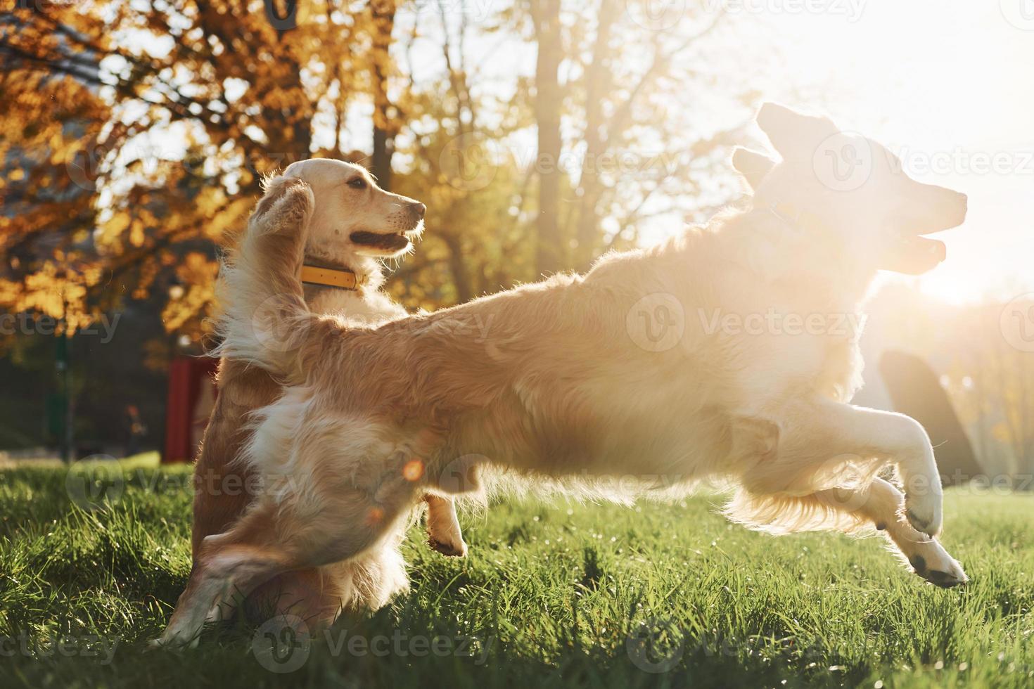 hermoso amanecer. dos hermosos perros golden retriever tienen un paseo al aire libre en el parque juntos foto