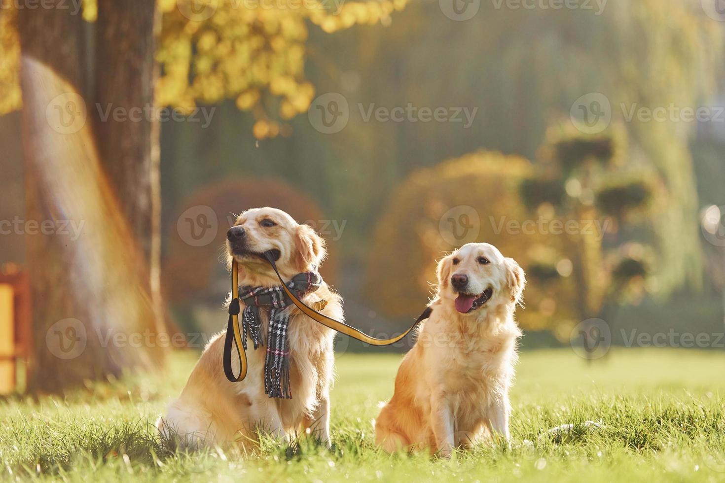 Holds collar in mouth. Two beautiful Golden Retriever dogs have a walk outdoors in the park together photo