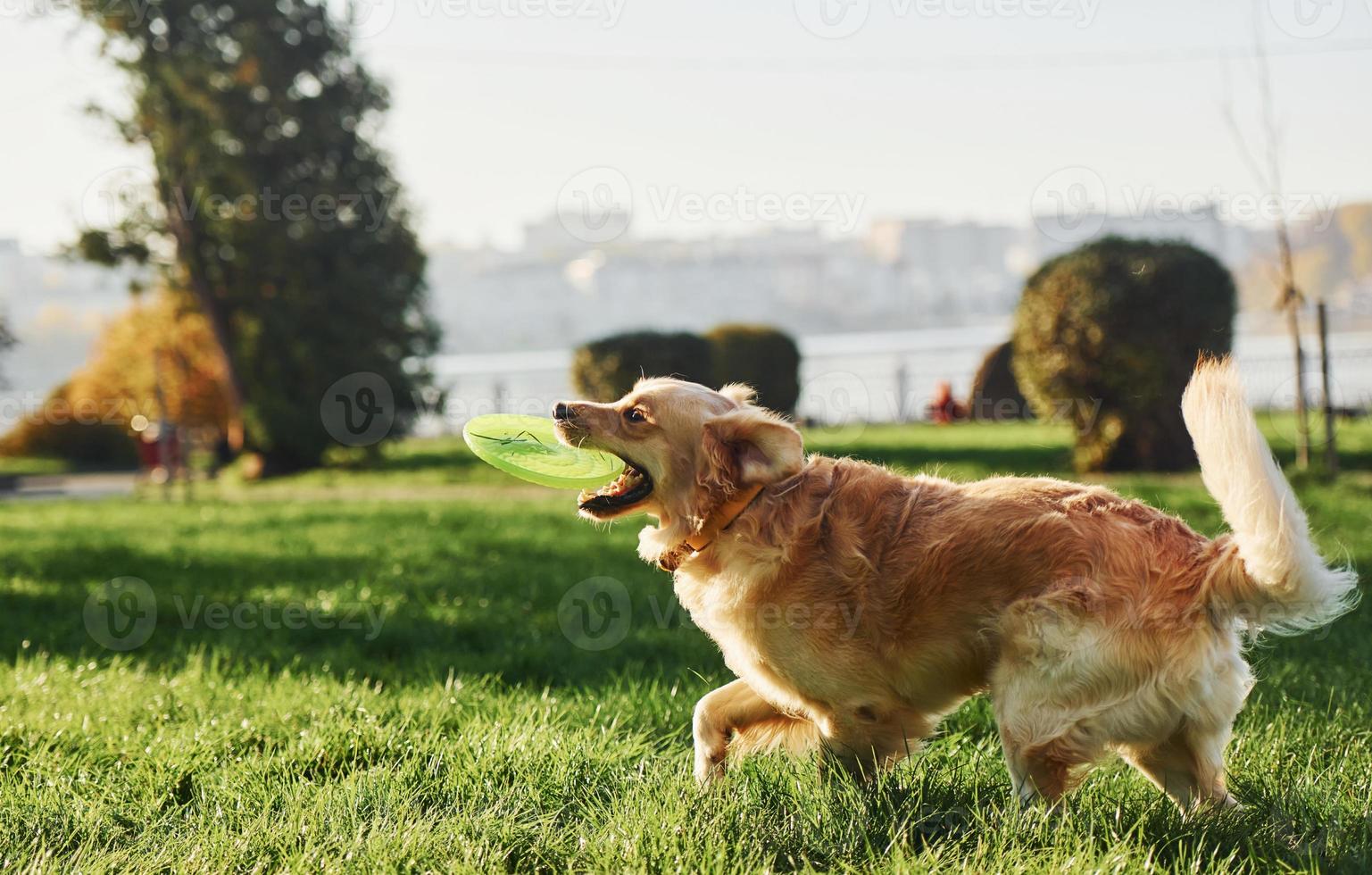 foto en movimiento, corriendo. hermoso perro golden retriever da un paseo al aire libre en el parque