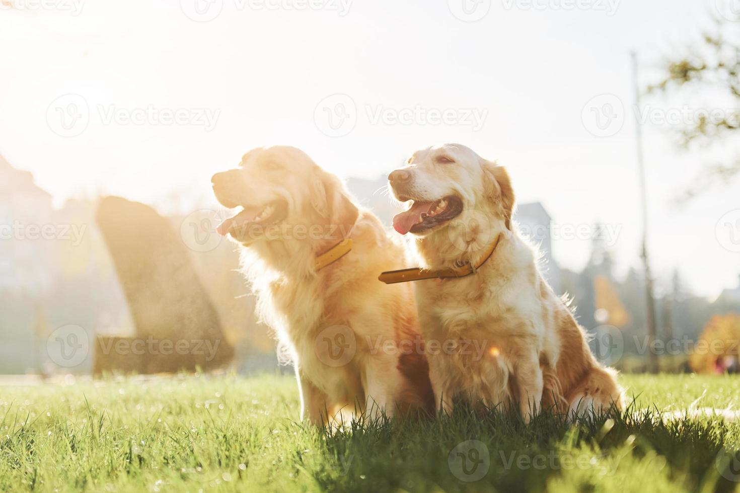 Beautiful sunshine. Two beautiful Golden Retriever dogs have a walk outdoors in the park together photo