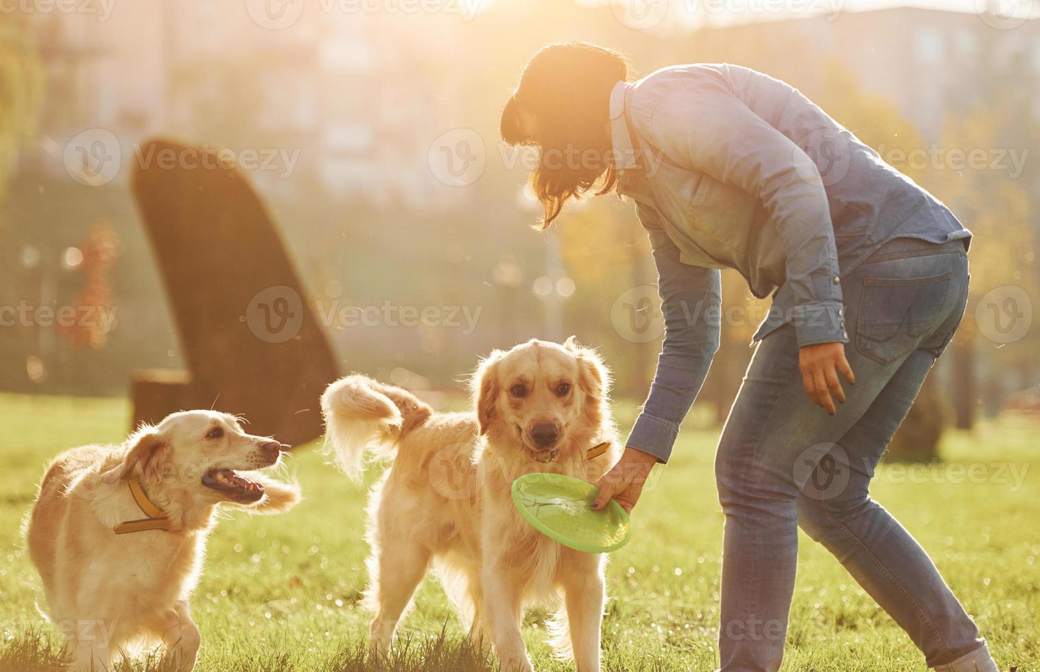 Playing frisbee. Woman have a walk with two Golden Retriever dogs in the park photo