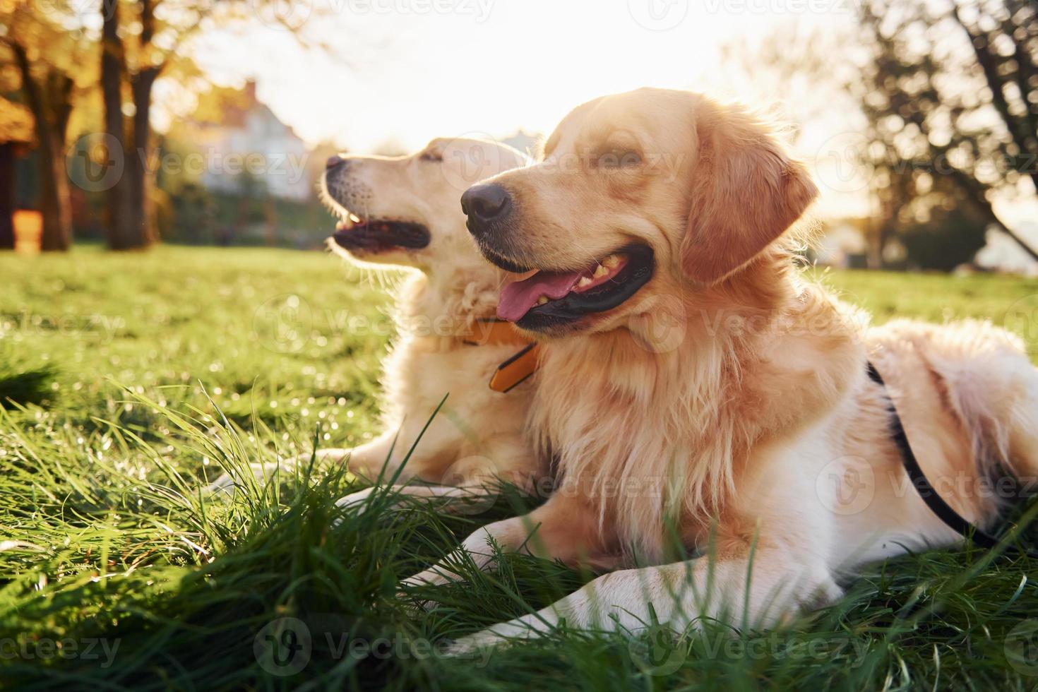 Sitting on the grass. Two beautiful Golden Retriever dogs have a walk outdoors in the park together photo