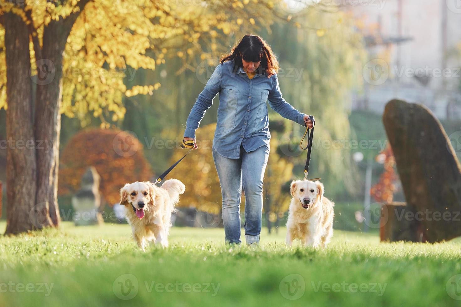 Woman have a walk with two Golden Retriever dogs in the park photo