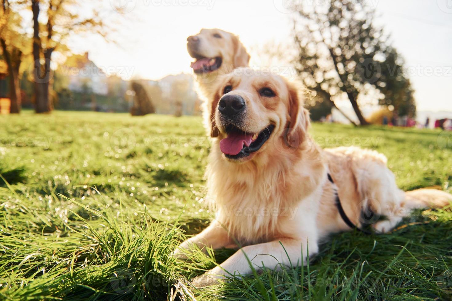 Sitting on the grass. Two beautiful Golden Retriever dogs have a walk outdoors in the park together photo
