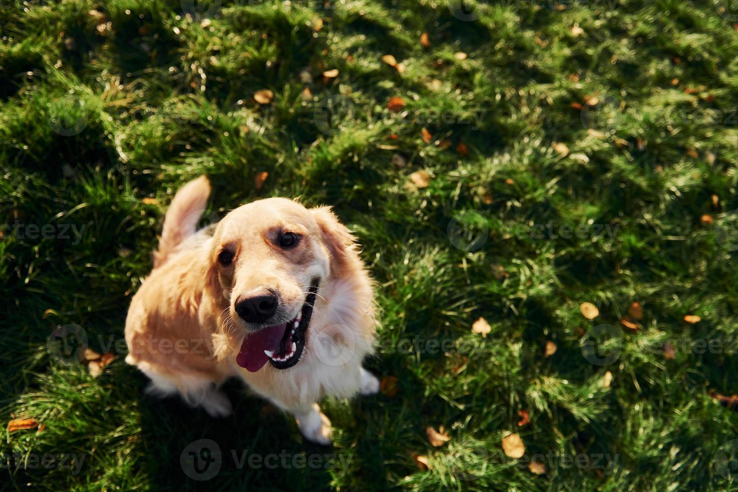 vista superior. hermoso perro golden retriever da un paseo al aire libre en el parque foto