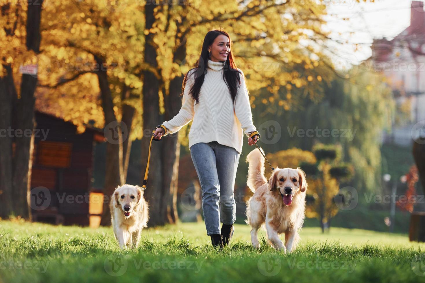 Brunette walks with two Golden Retriever dogs in the park at daytime photo