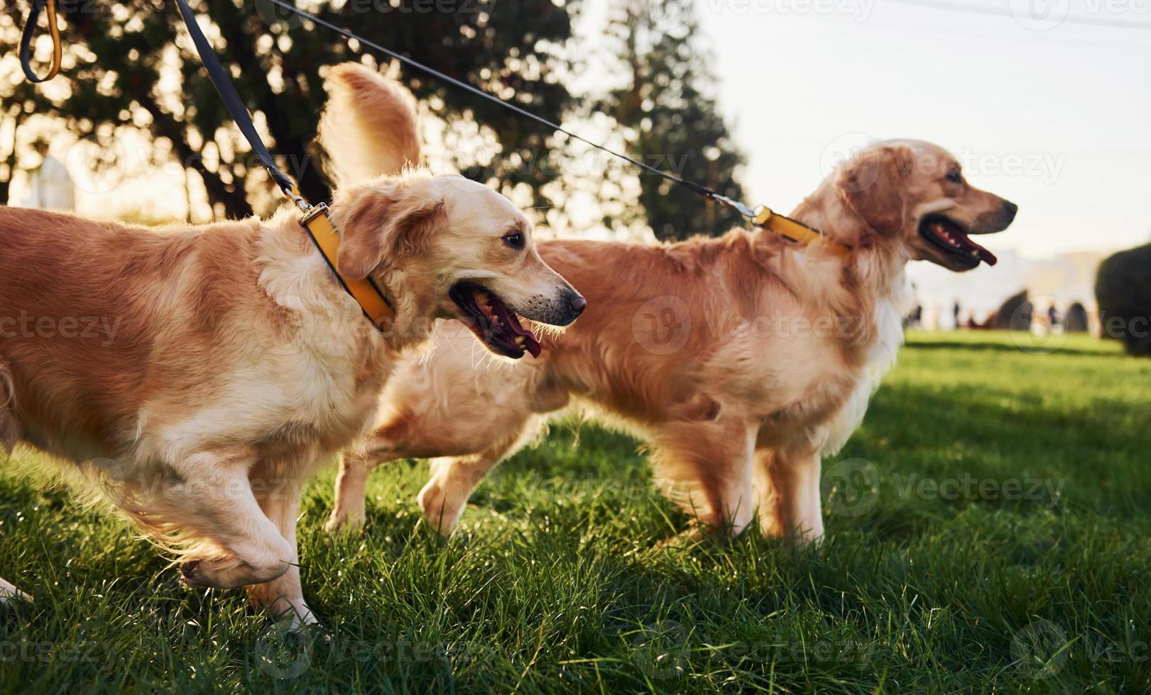 Two beautiful Golden Retriever dogs have a walk outdoors in the park together photo