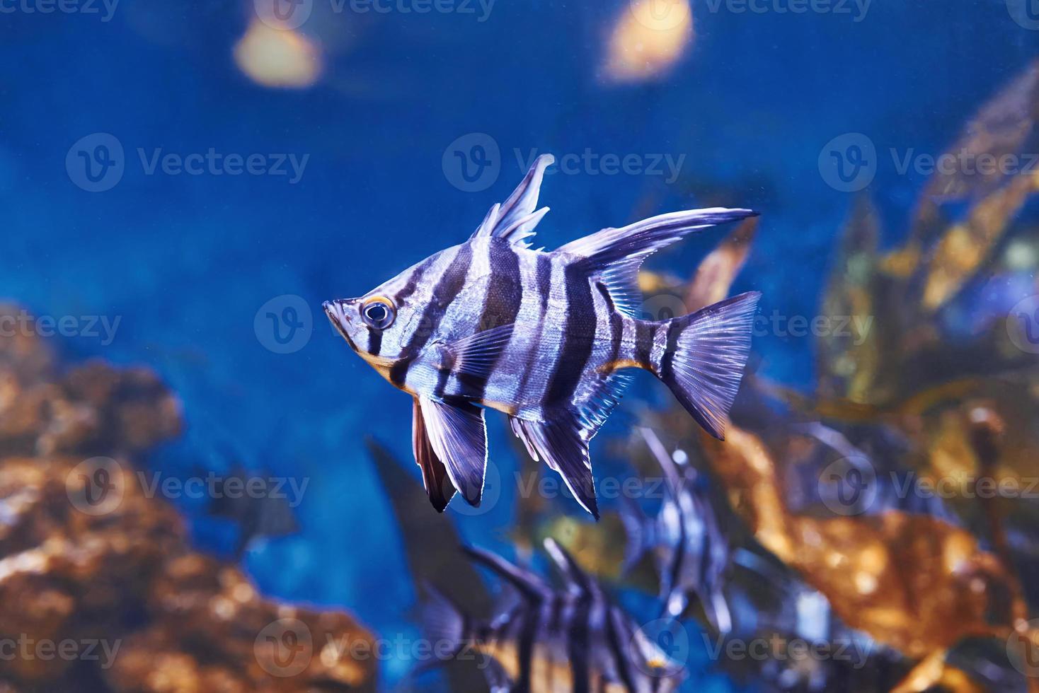 Enoplosus armatus. Underwater close up view of tropical fishes. Life in ocean photo