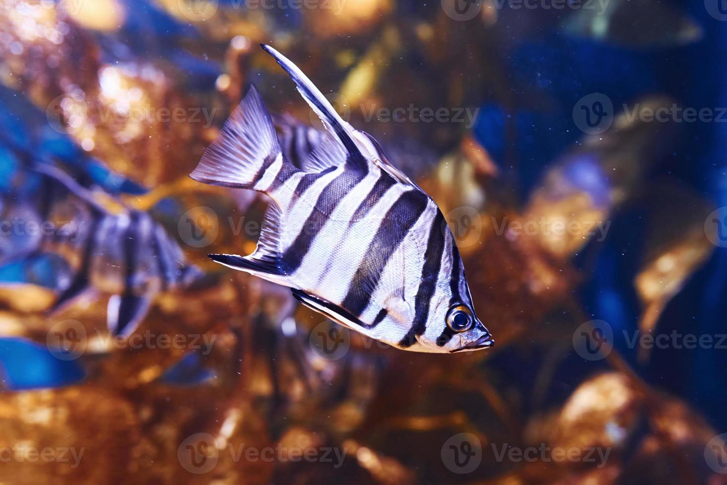 Enoplosus armatus. Underwater close up view of tropical fishes. Life in ocean photo