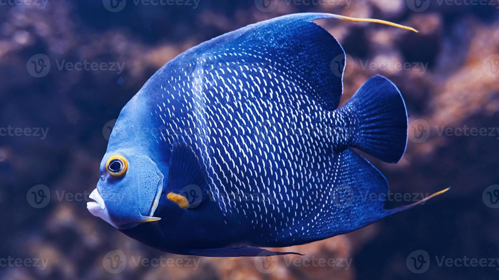 Aracana ornata fish is underwater. Close up view. Life in ocean photo