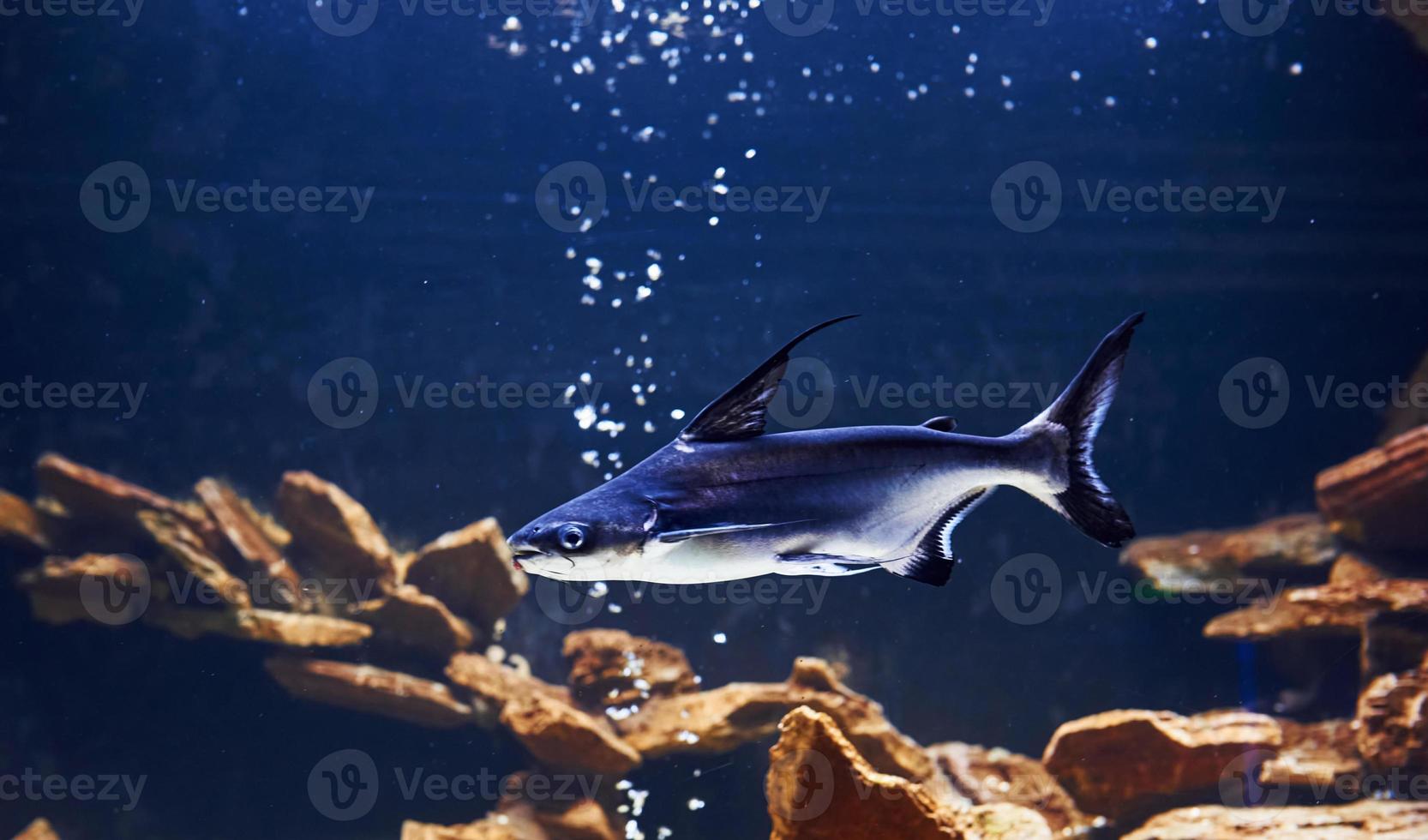 Pangasiidae animal. Underwater close up view of tropical fishes. Life in ocean photo