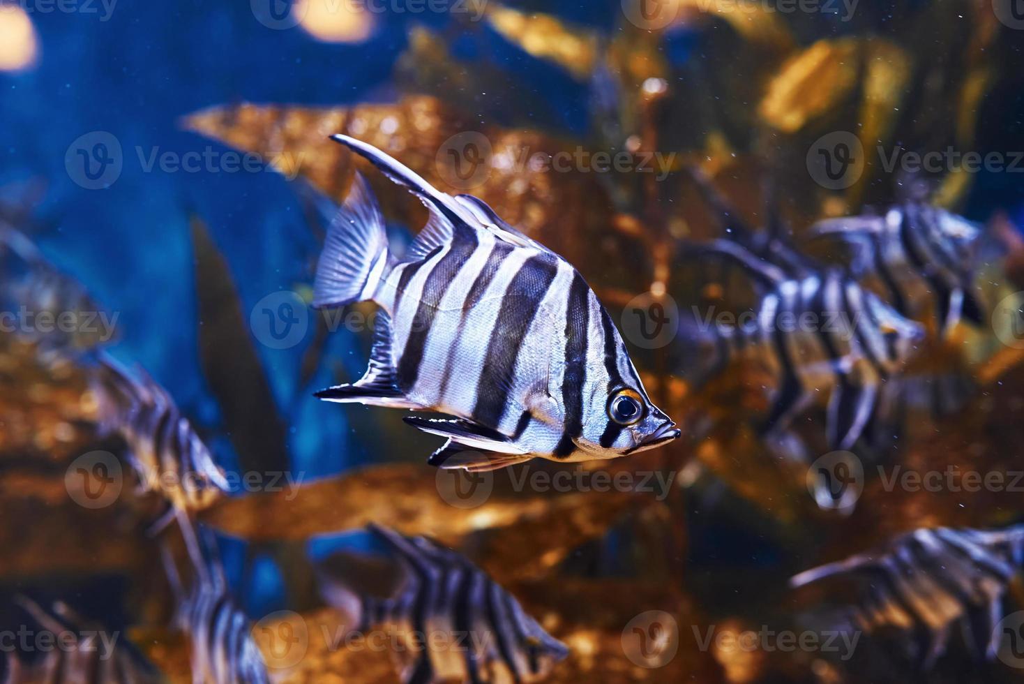 Enoplosus armatus. Underwater close up view of tropical fishes. Life in ocean photo