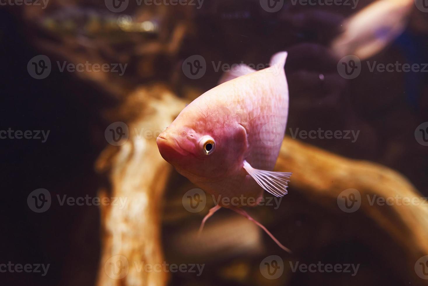 Astronotus ocellatus albino. Underwater close up view of tropical fishes. Life in ocean photo