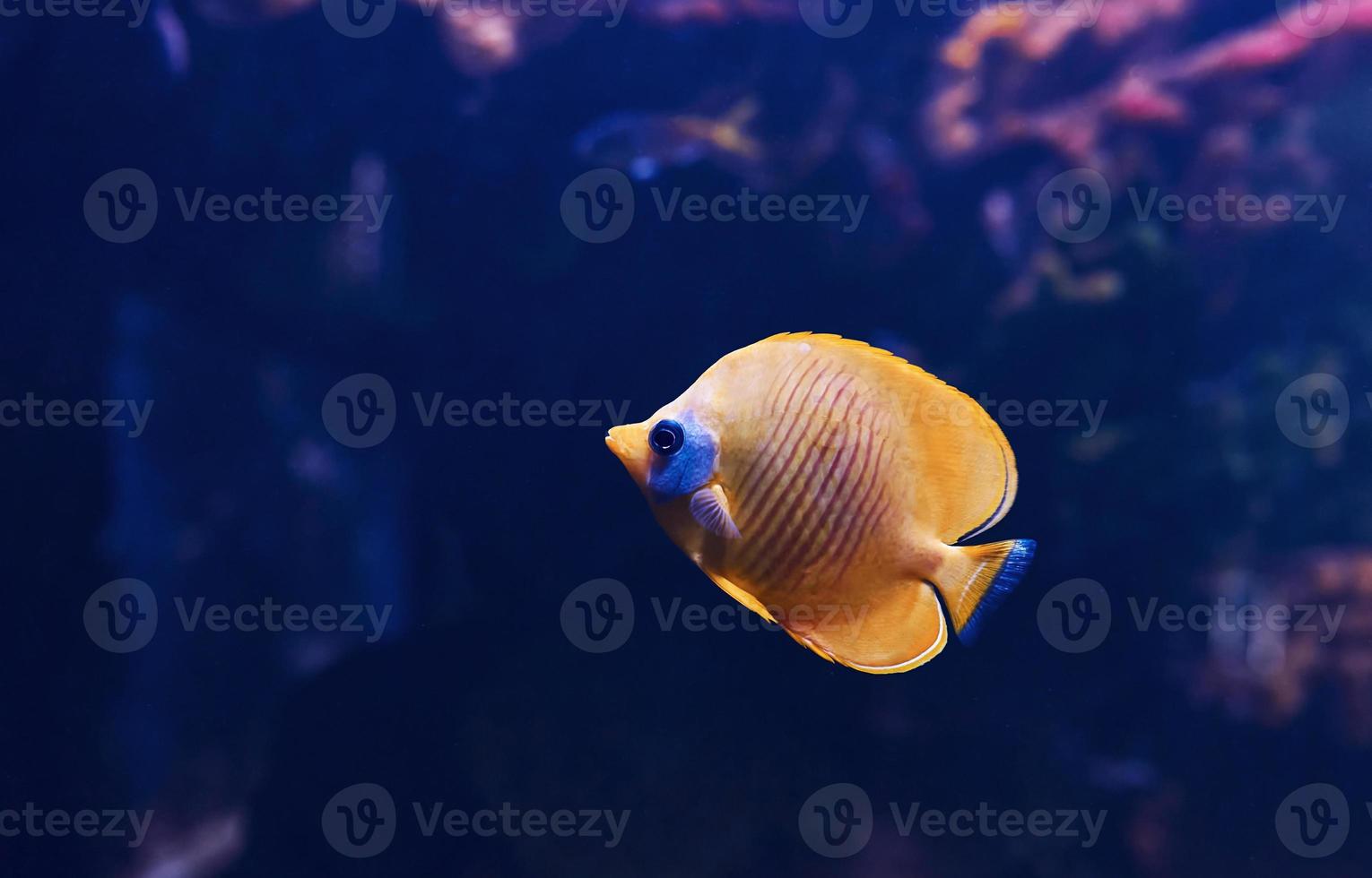 pomacanthus xanthometopon. vista de cerca bajo el agua de peces tropicales. vida en el océano foto