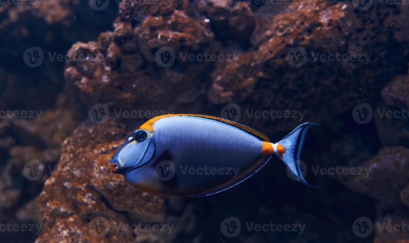 Caesio teres fish. Underwater close up view of tropical animals. Life in ocean photo