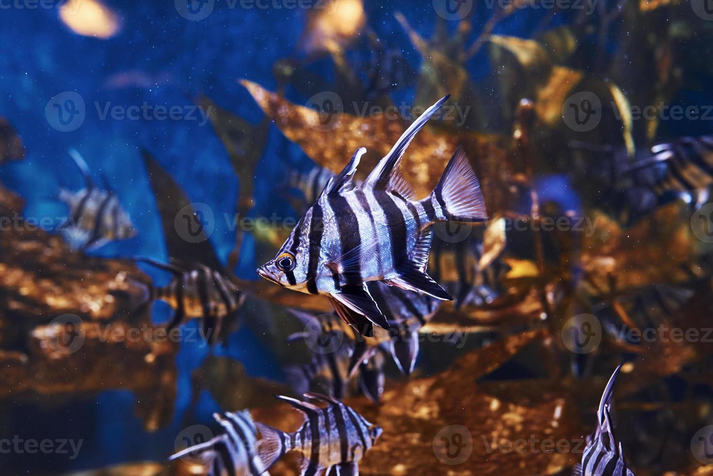 Enoplosus armatus. Underwater close up view of tropical fishes. Life in ocean photo