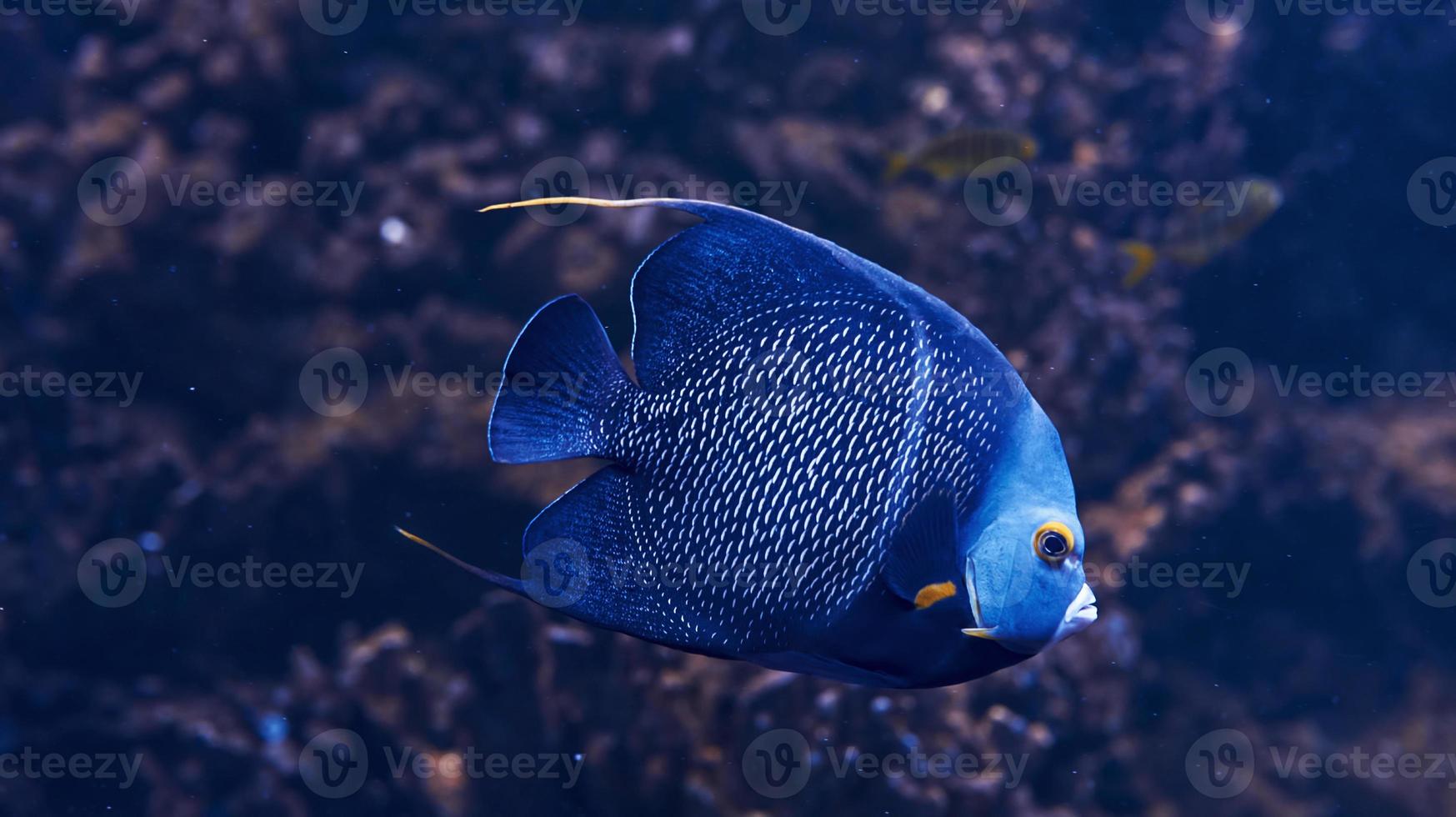 Aracana ornata fish is underwater. Close up view. Life in ocean photo