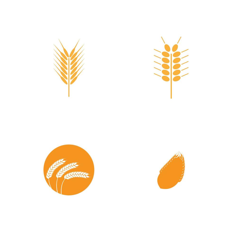 Agriculture wheat Logo vector