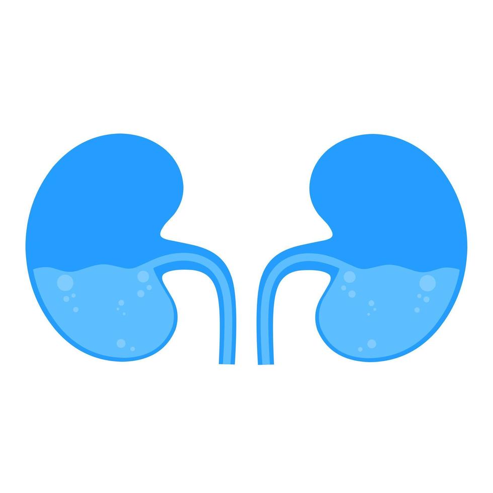 Vector icon of a kidney with liquid inside on a white background. Human internal organs are blue.