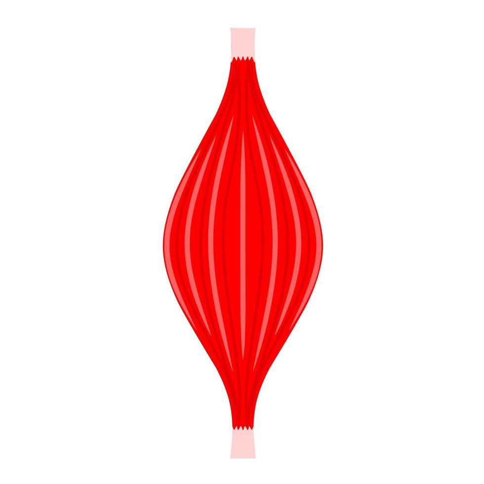 Ilustración de vector de músculos humanos sobre fondo blanco. concepto de diseño de músculos sanos en rojo.