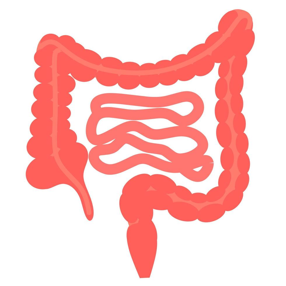 ilustración de vector de intestino sobre fondo blanco. Anatomía de los órganos internos humanos. concepto de medicina y salud.