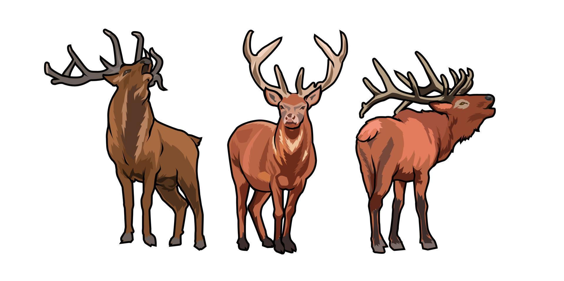 deer vector illustration