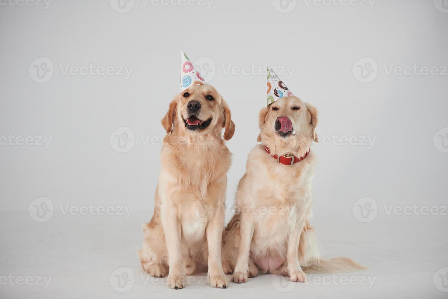 sombreros de fiesta en la cabeza. dos golden retrievers juntos en el estudio con fondo blanco foto