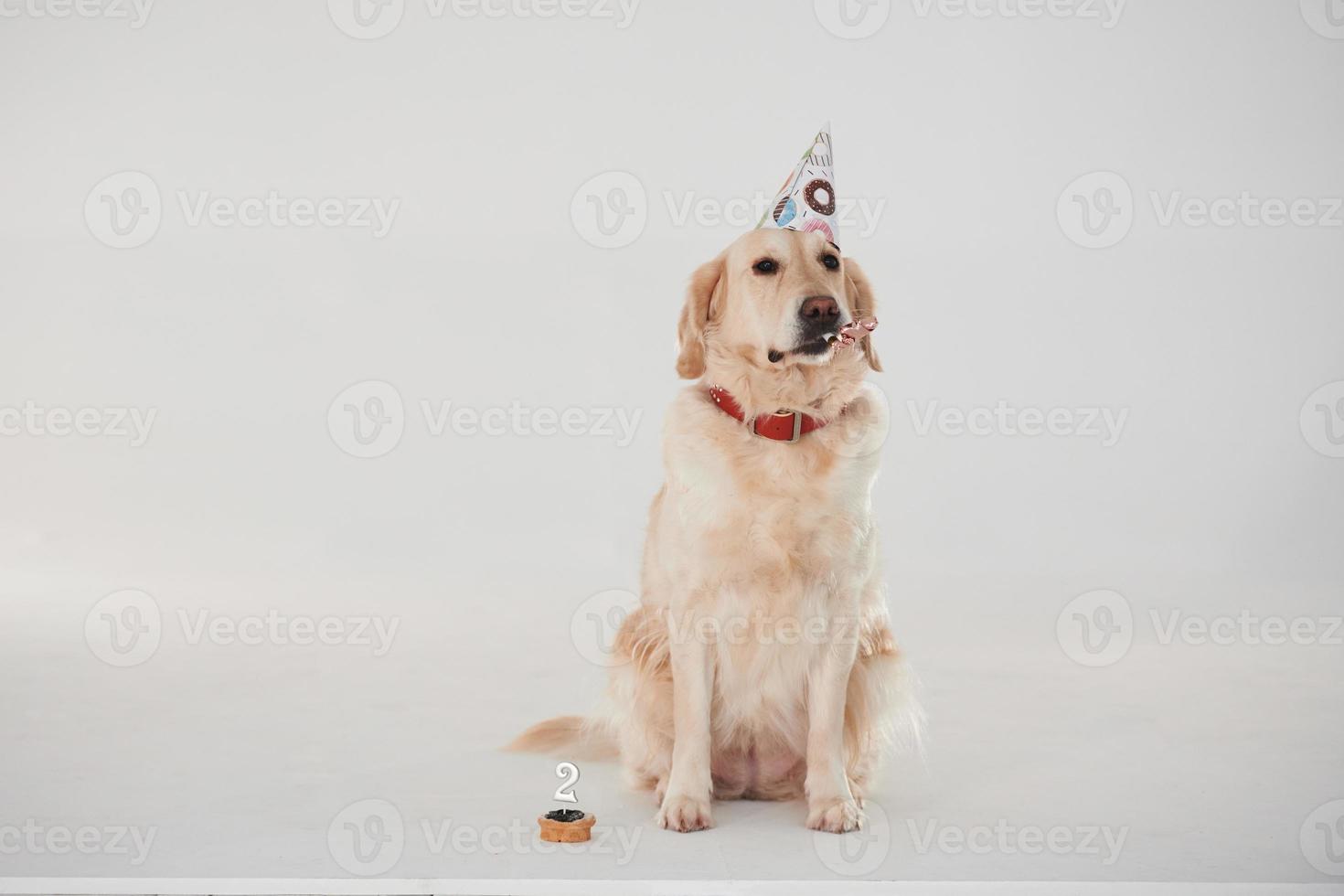 en sombrero de fiesta. golden retriever está en el estudio con fondo blanco foto