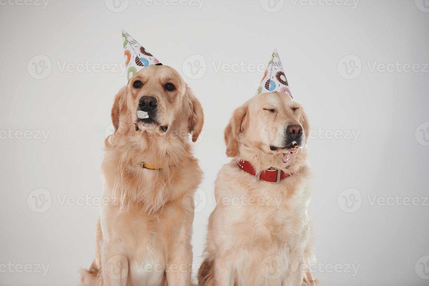 sombreros de fiesta en la cabeza. dos golden retrievers juntos en el estudio con fondo blanco foto