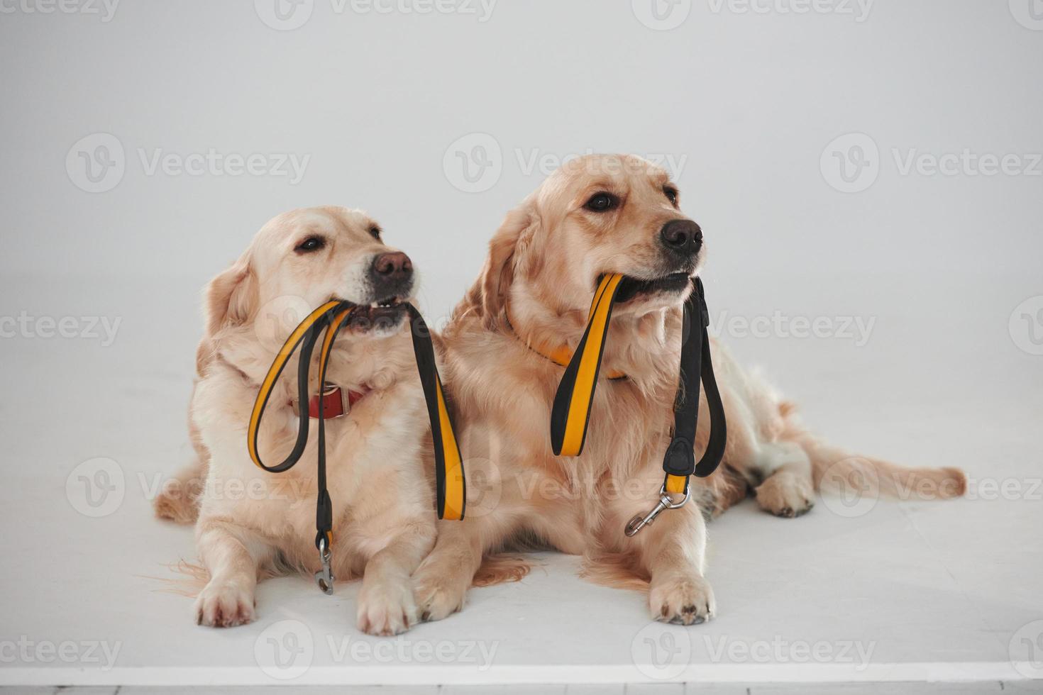 Holds leash in the mouth. Two Golden retrievers together in the studio against white background photo