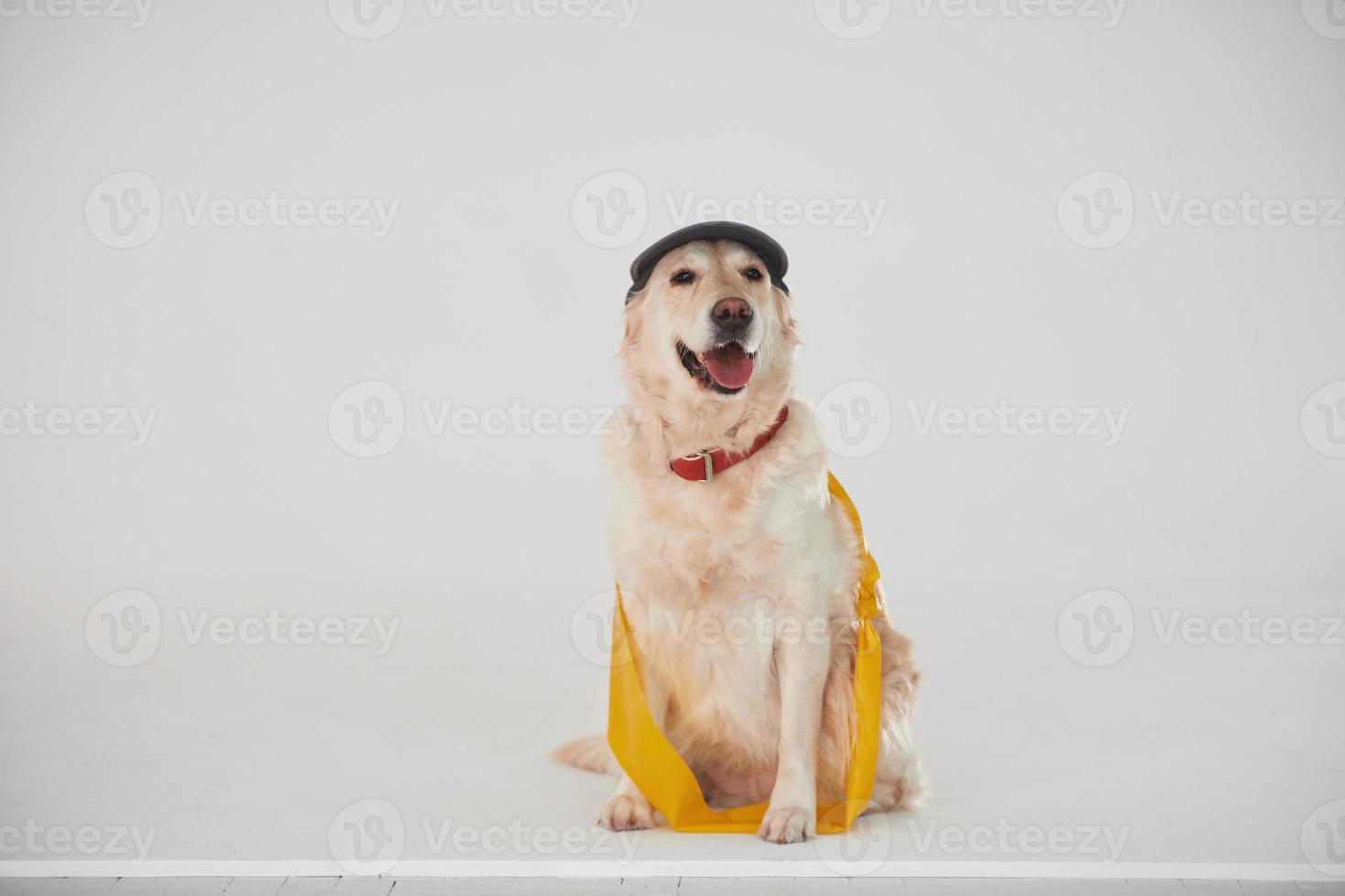 In cap and with yellow tape. Golden retriever is in the studio against white background photo