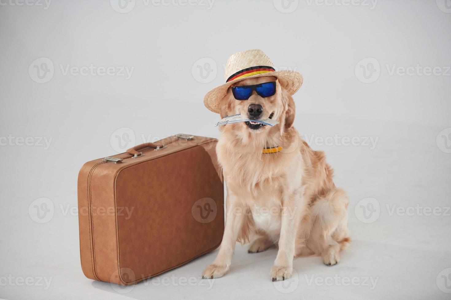 In hat and sunglasses. With suitcase and ticket. Golden retriever is in the studio against white background photo