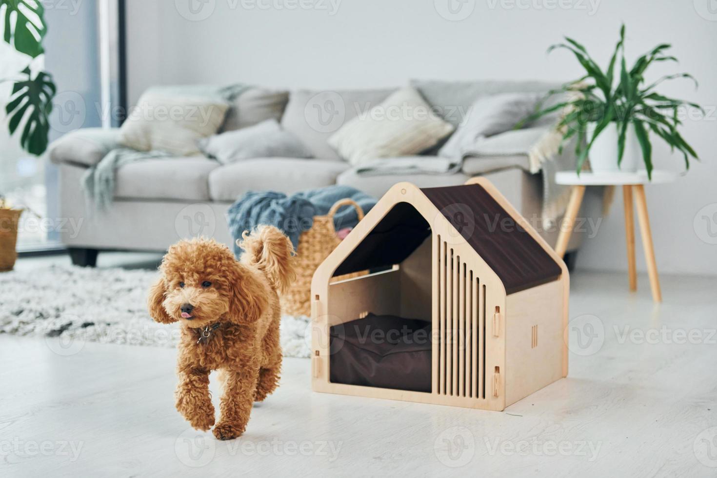 lindo cachorro de caniche con puesto de mascotas en el interior de la habitación doméstica moderna. casa animal foto