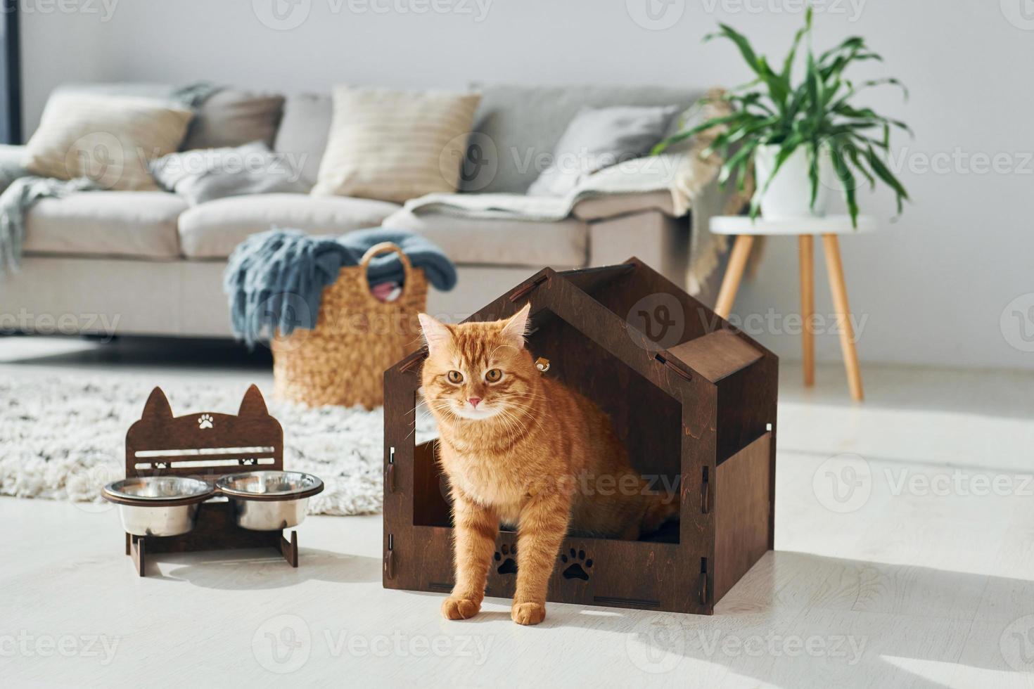 Cute cat is in pet booth that indoors in the modern domestic room photo