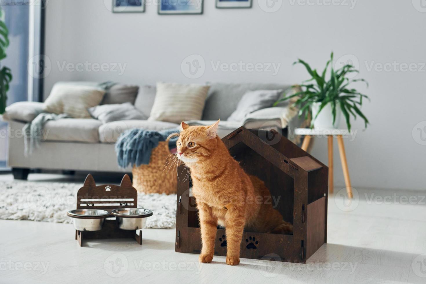 Cute cat is in pet booth that indoors in the modern domestic room photo