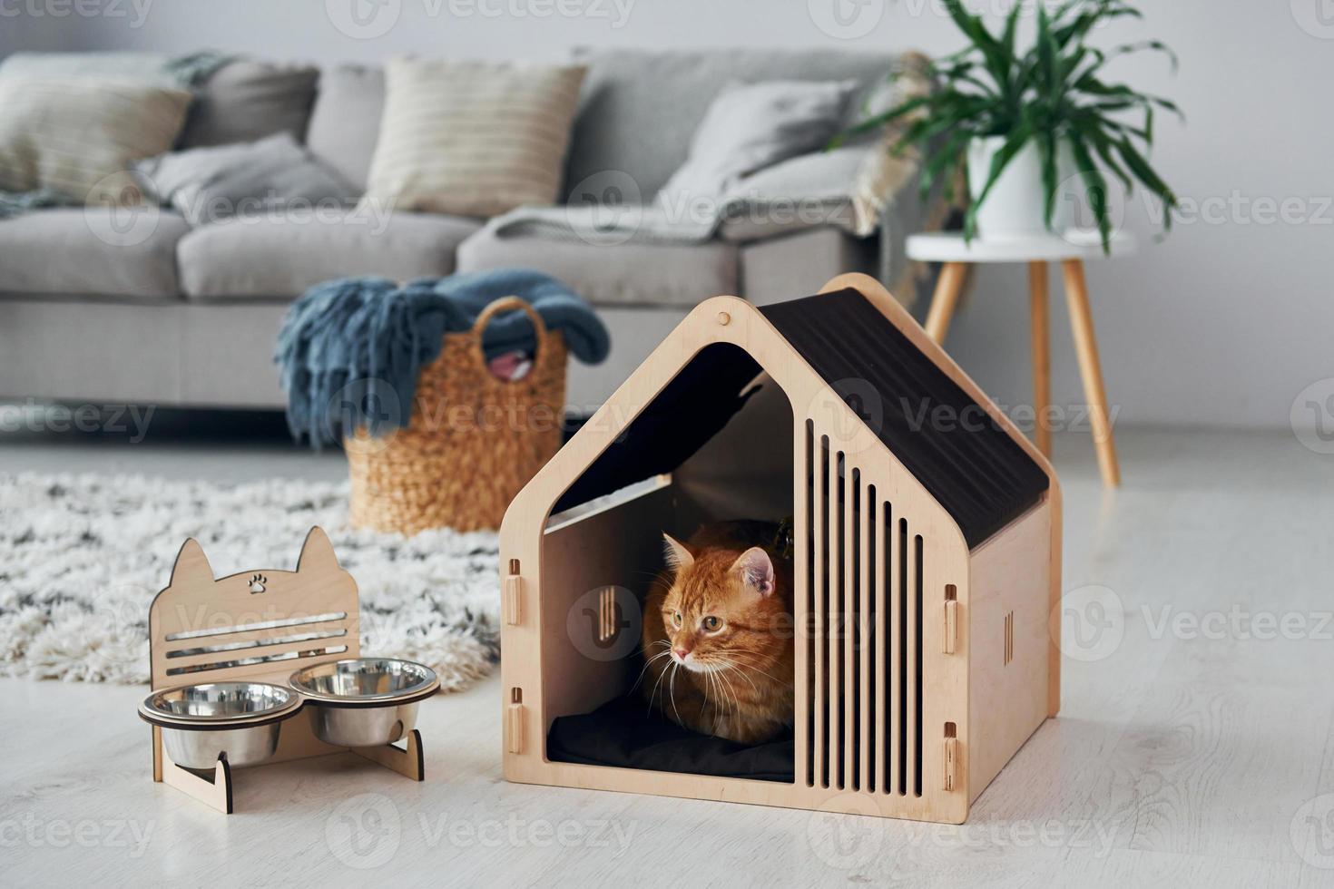 Cute cat is in pet booth that indoors in the modern domestic room photo