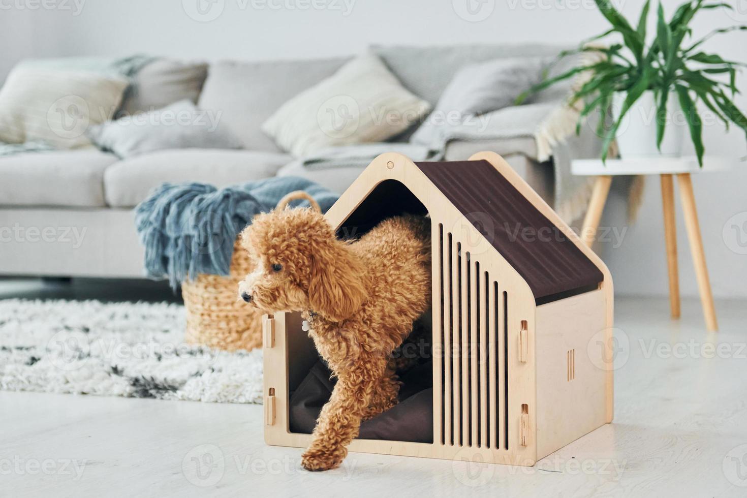 lindo cachorro de caniche con puesto de mascotas en el interior de la habitación doméstica moderna. casa animal foto