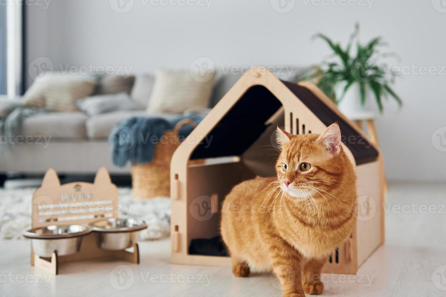 Cute cat is in pet booth that indoors in the modern domestic room photo